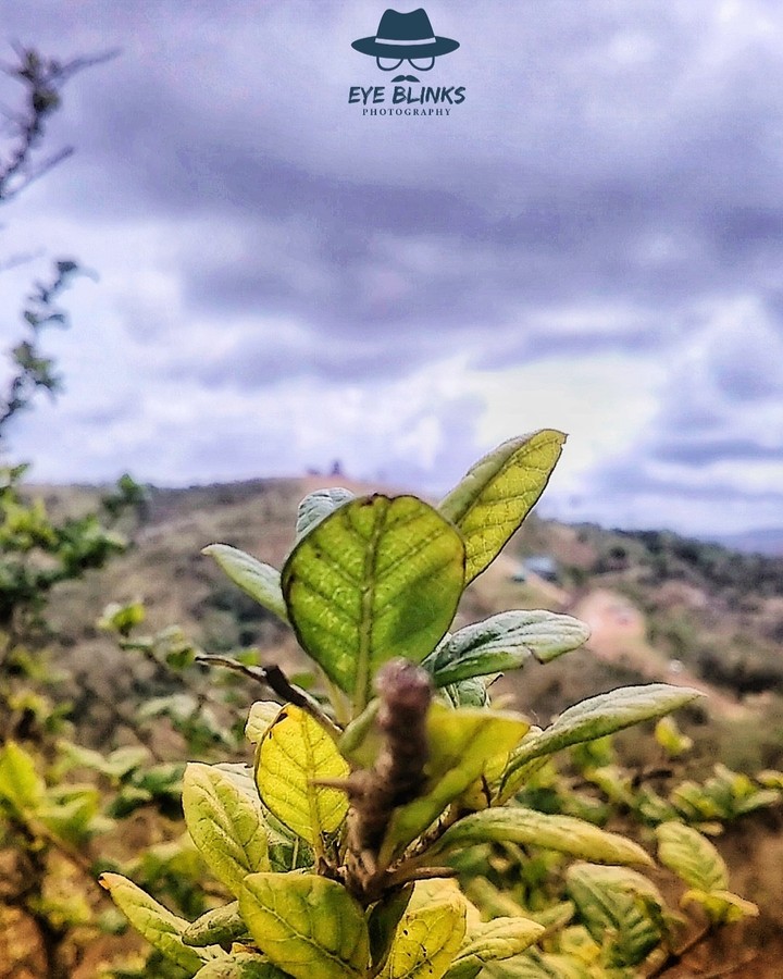 nature
