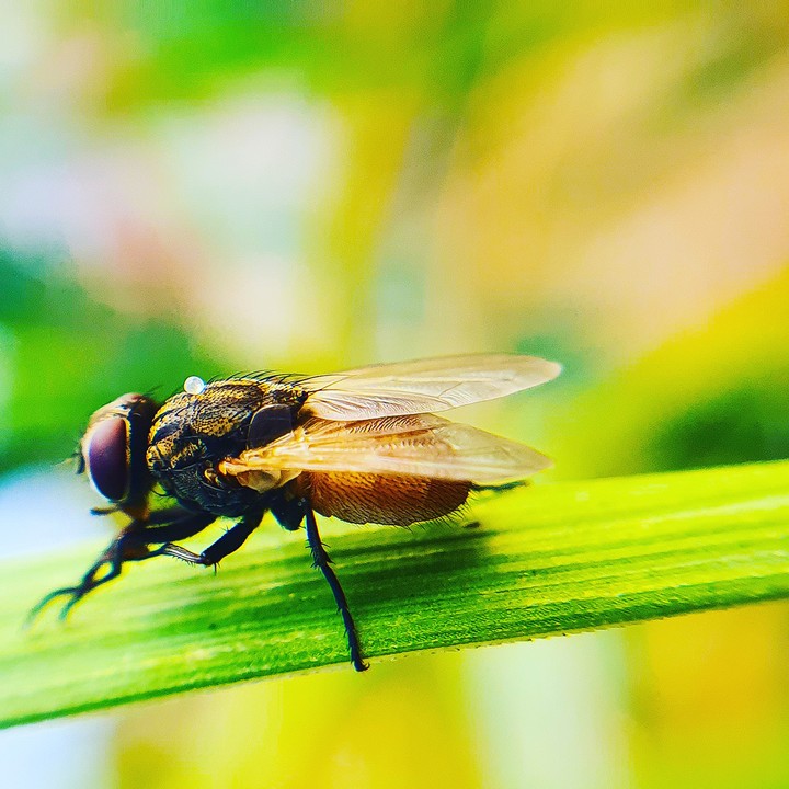 fly