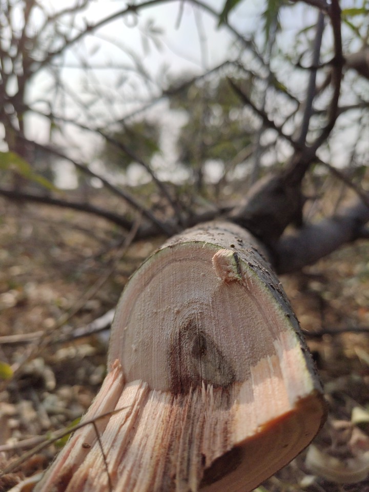 tree cutting
