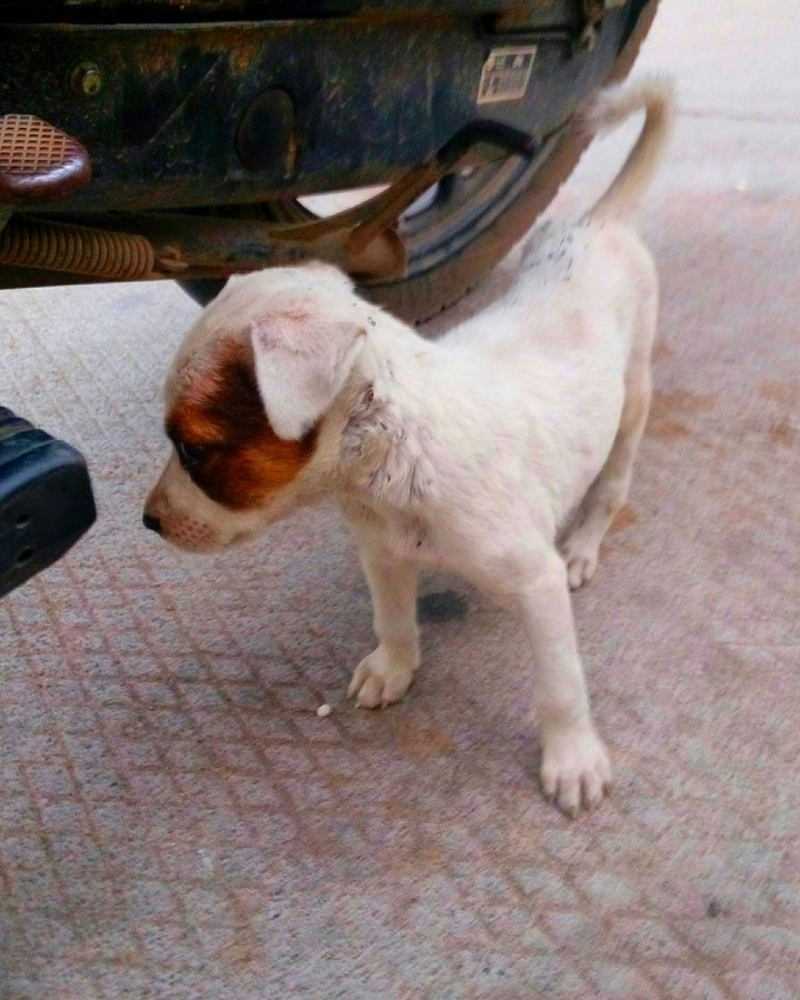 Puppy