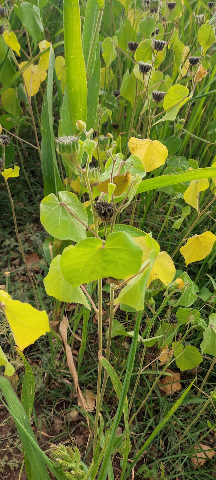 mariposa