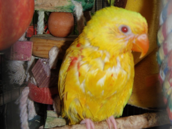 tweety after a bath 
