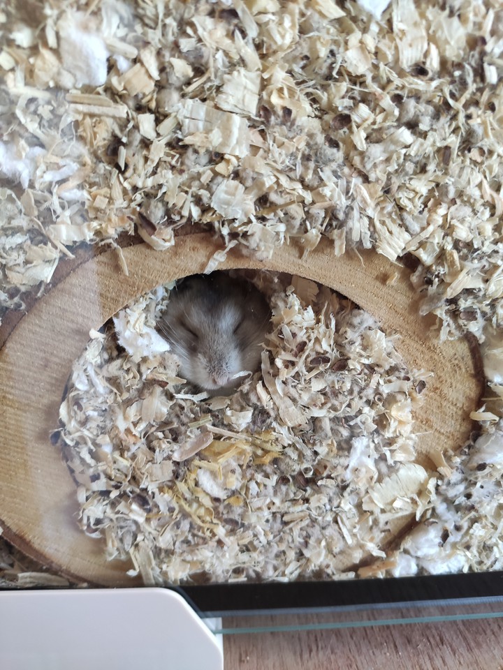 Sleepy head