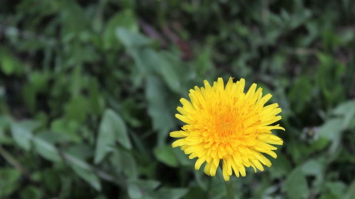Dandelion
