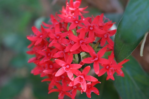 Inflorescence
