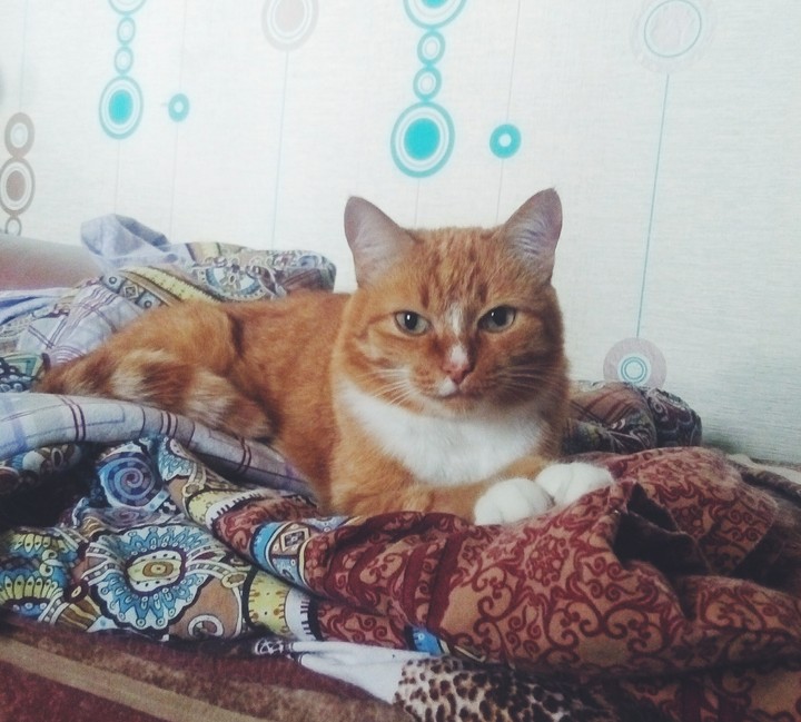 котэ