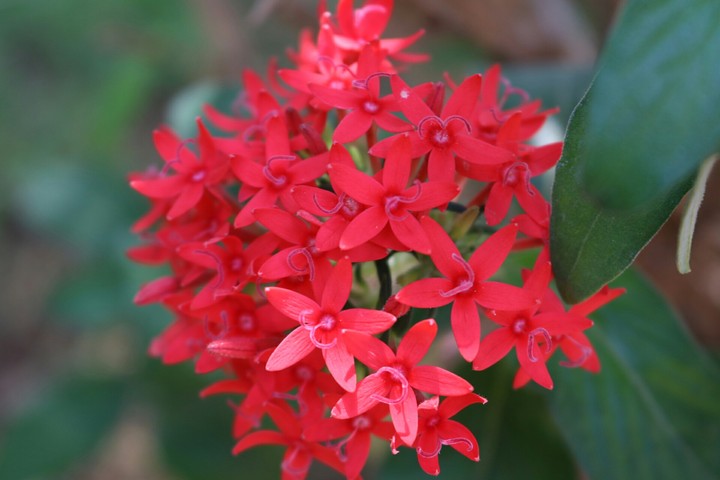 Inflorescence