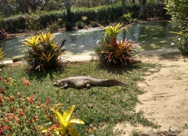 crocodilo