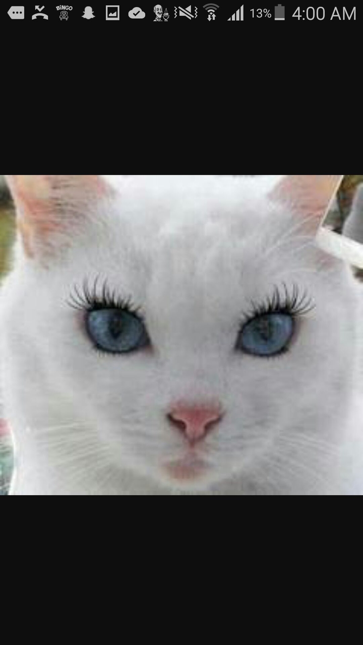 even lady cats knew about make up