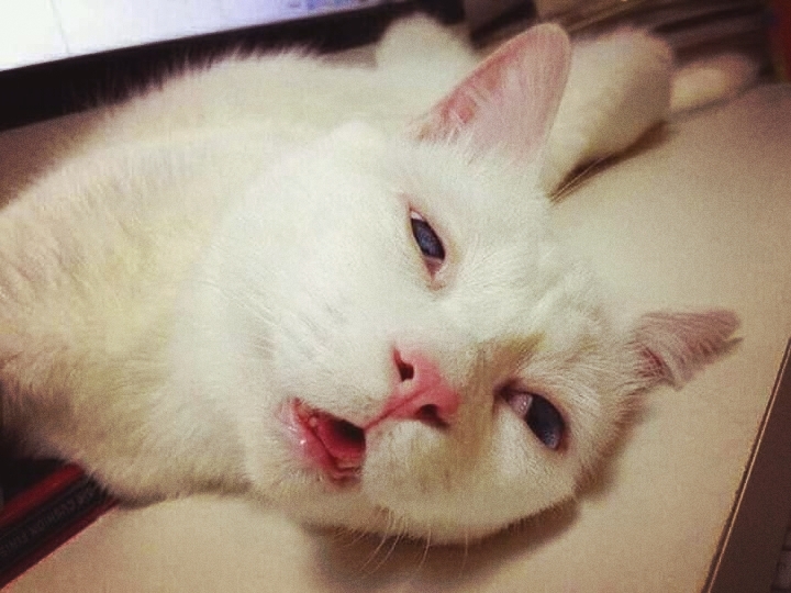 CAT_sama