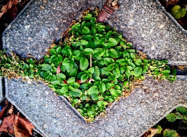 garden in micro world 