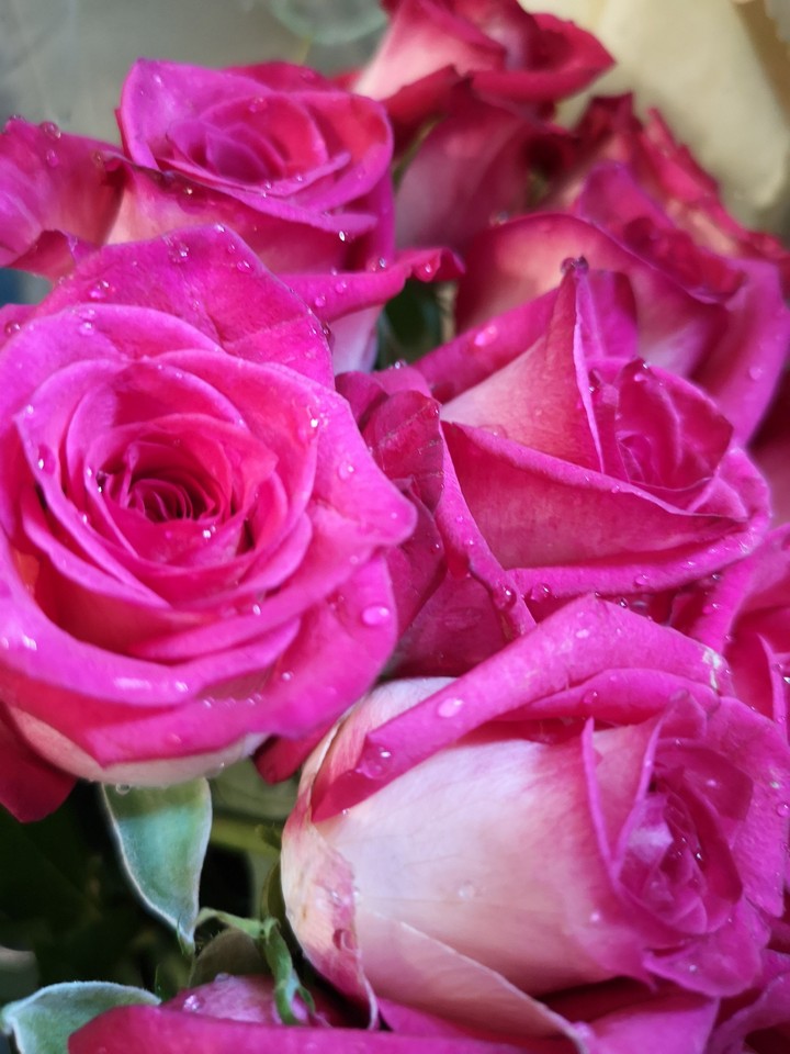le rose di Sam