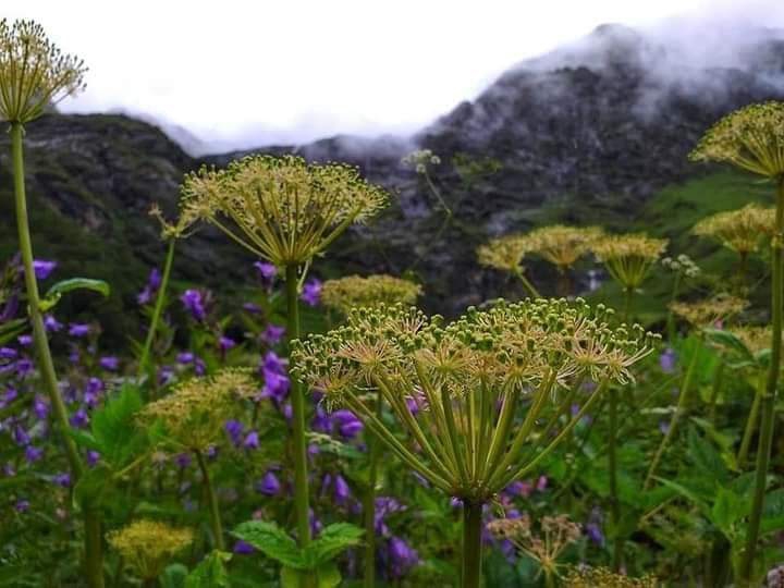 nature