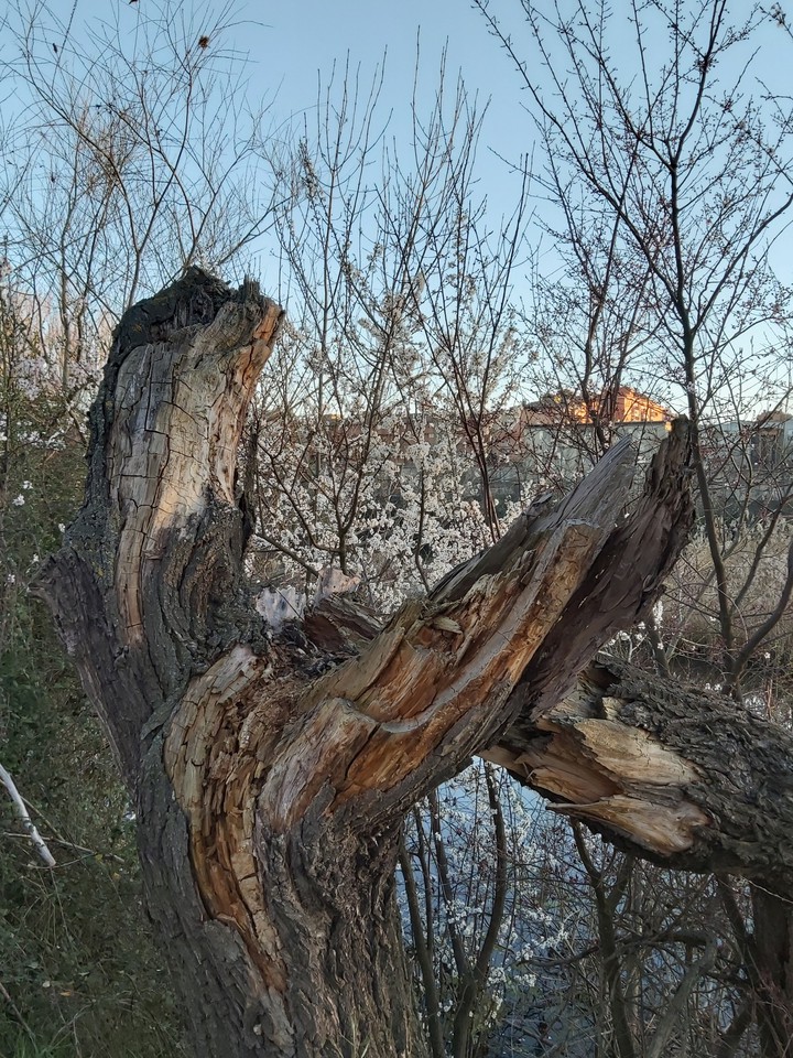 Arbol