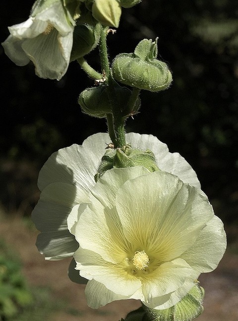 petal, mullein háttérképek