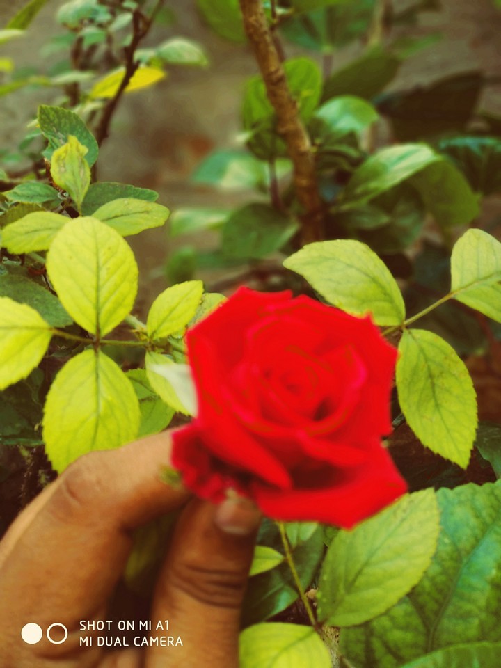red rose