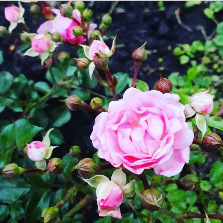 rose