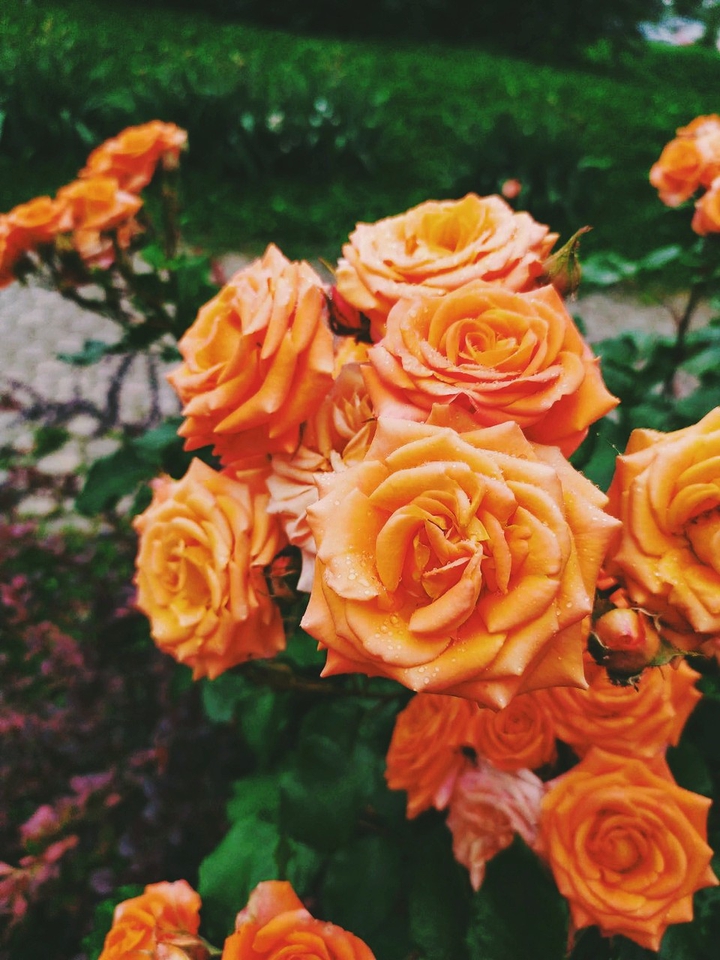 fleurs
