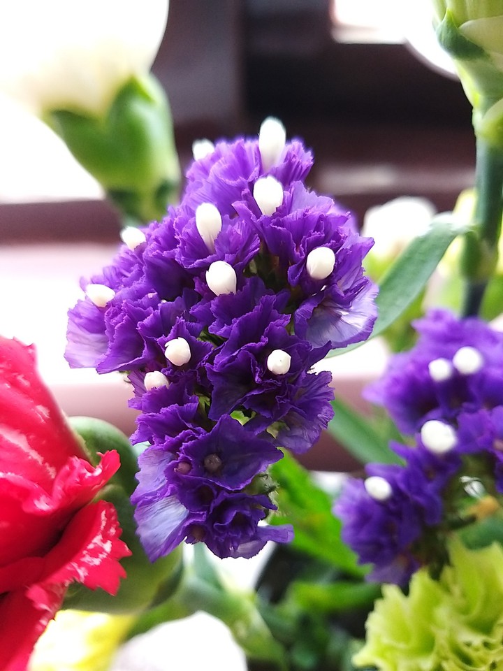 purples