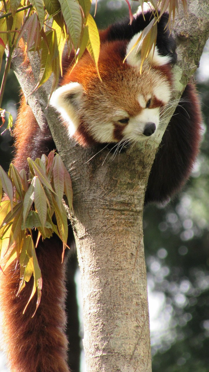 red panda taking rest
