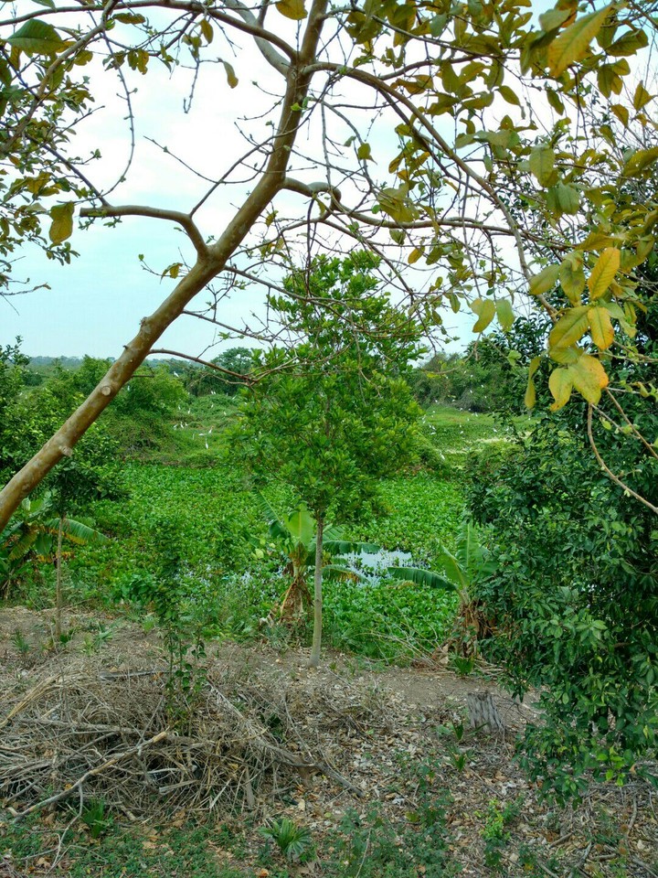 Brazil road 3