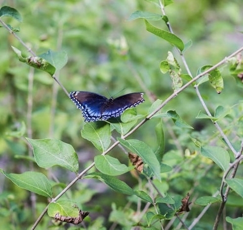 polyommatus, butterfly achtergronden