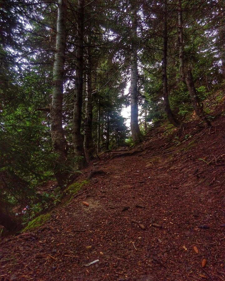 Artvin ormanları