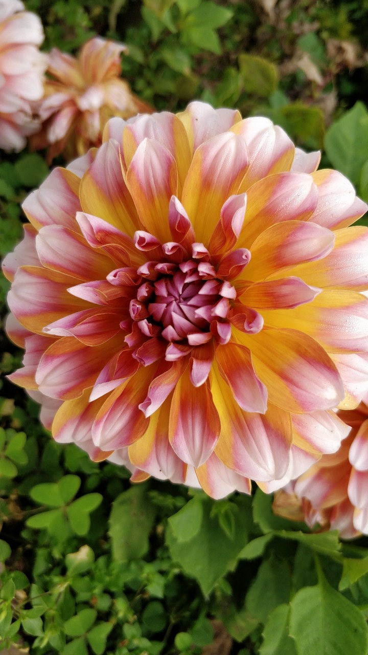 dahlia