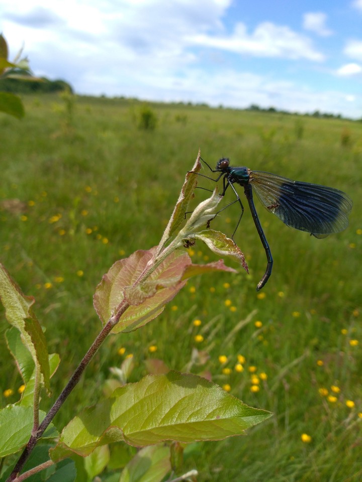 Dragonfly