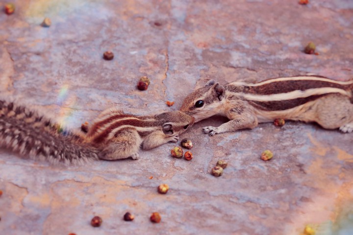 mother care