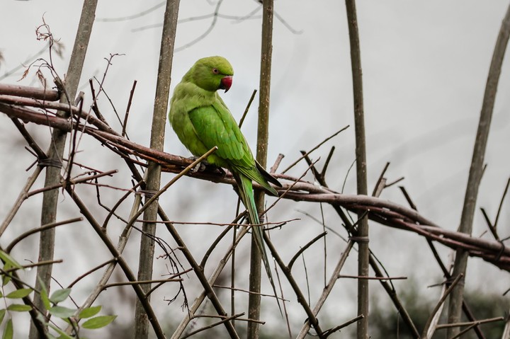 Parakeet
