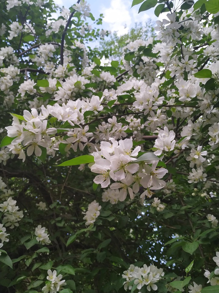 Яблоня в цвету