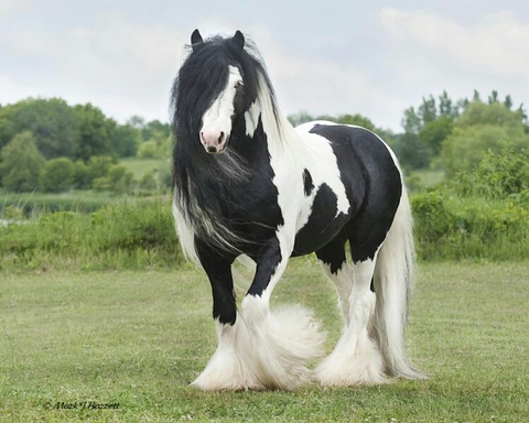 Gypsy Wanner Horse