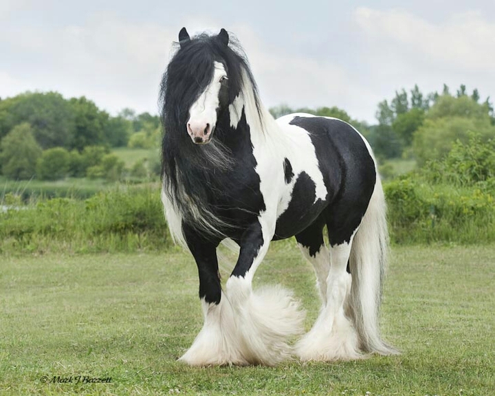 Gypsy Wanner Horse