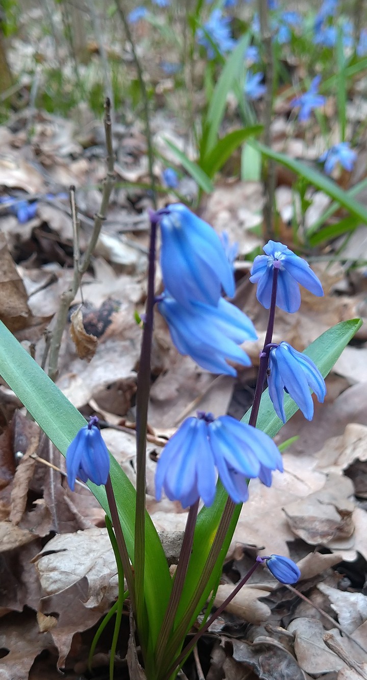 цветы