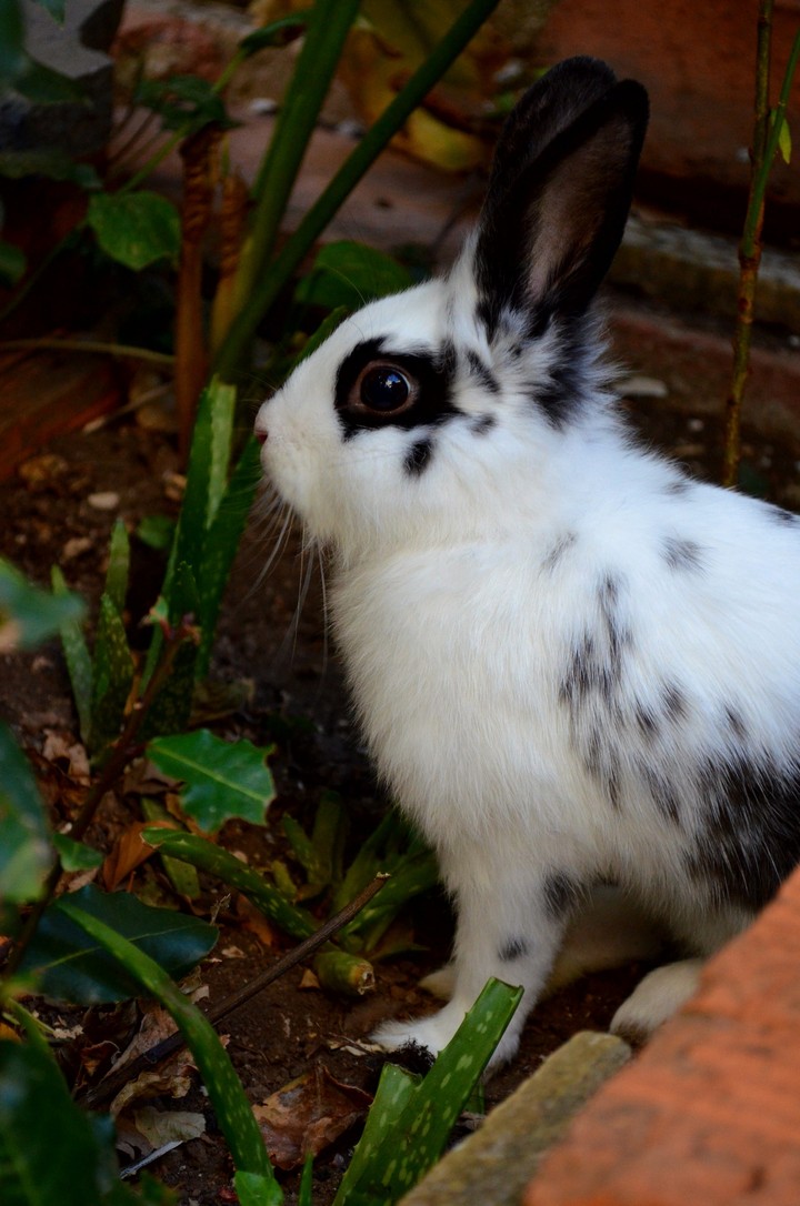Rabbit