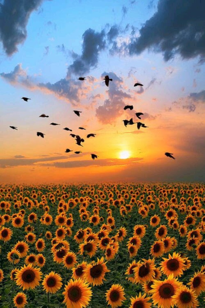 sunshine