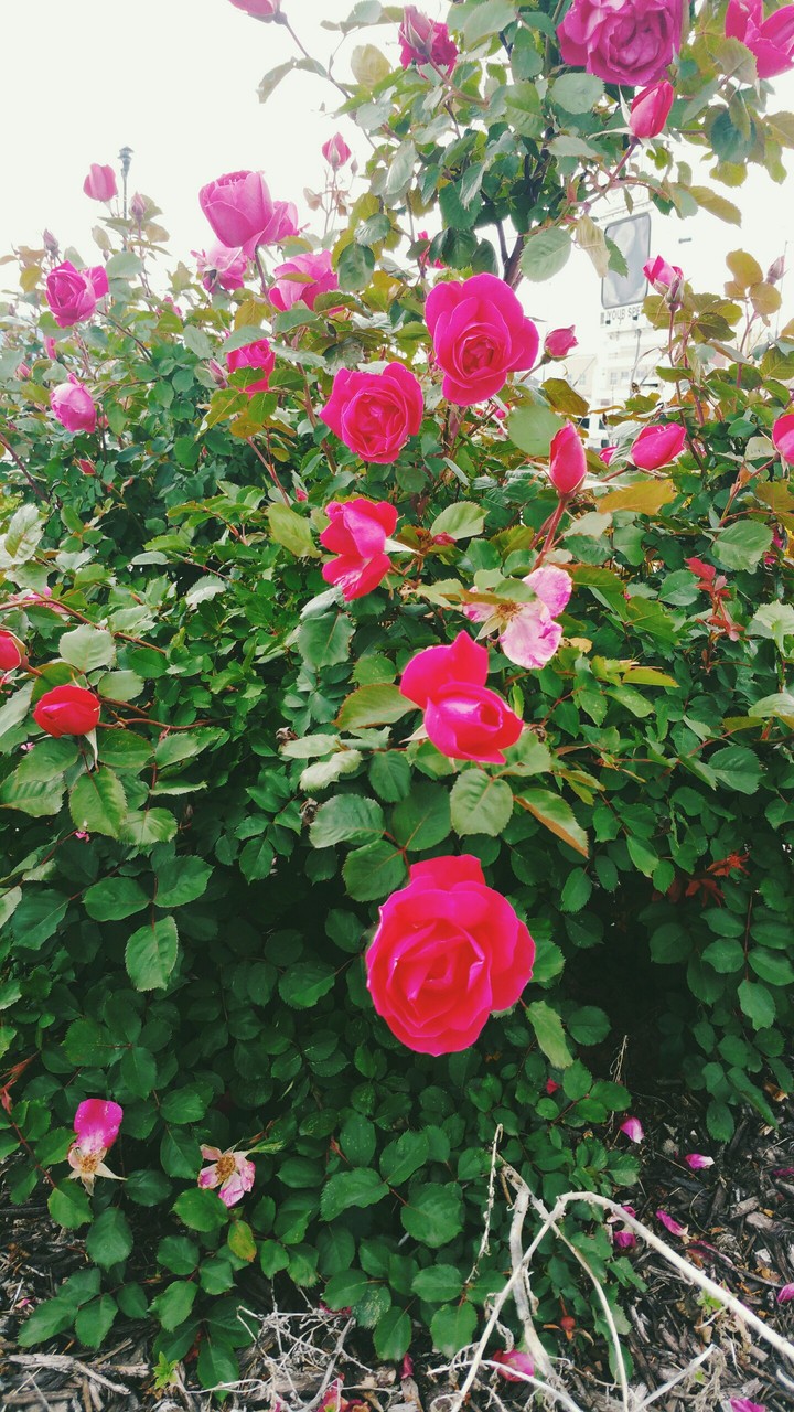 Roses❤❤❤