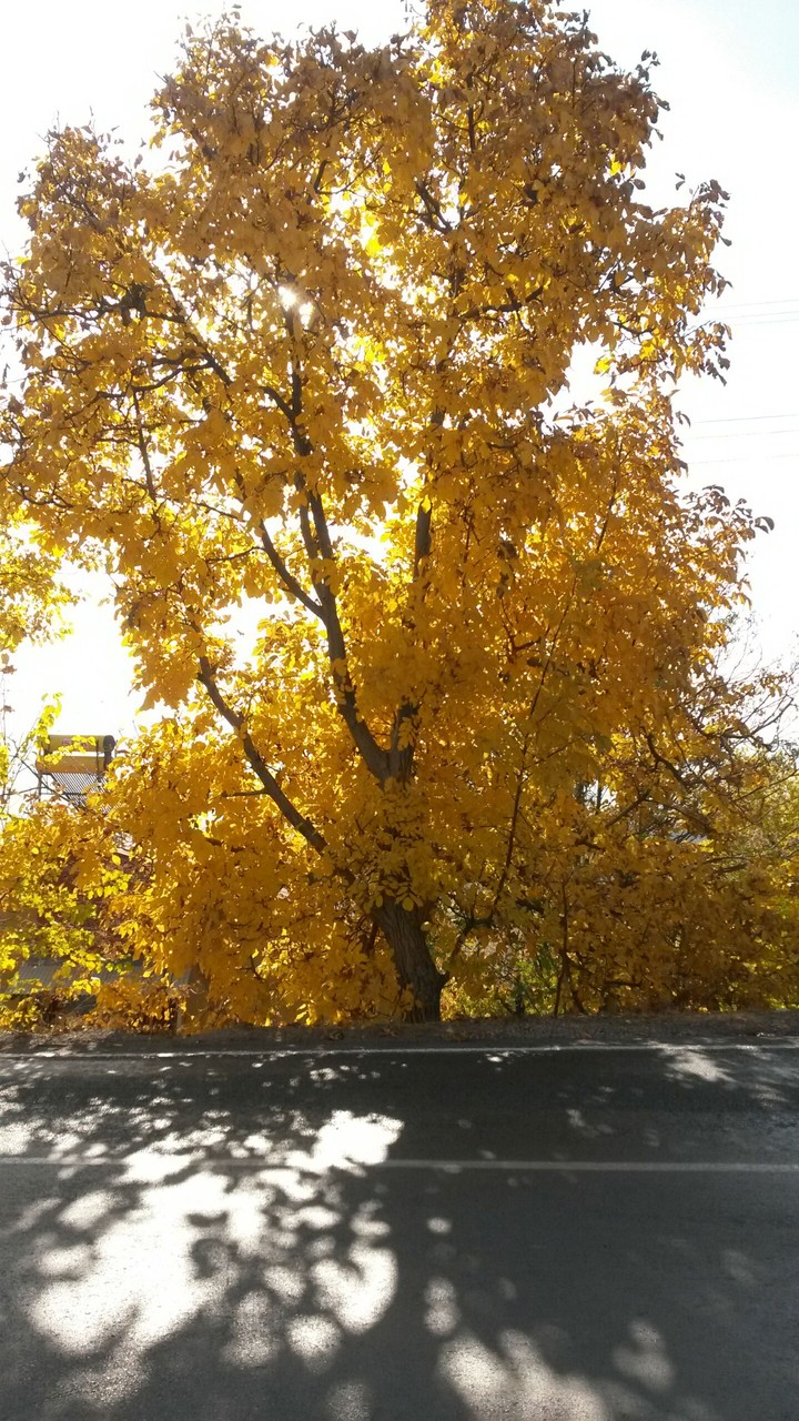 tree