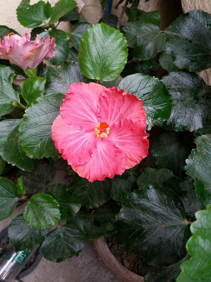 Hibiscus