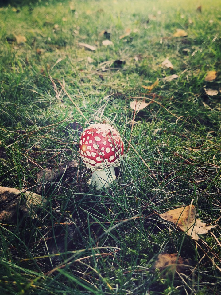 Fliegenpilz
