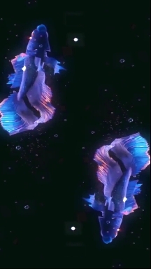 pretty fish LIVE