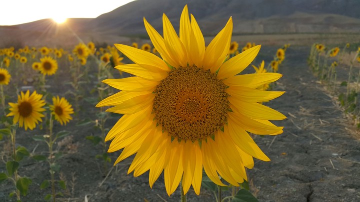 Sun Flower