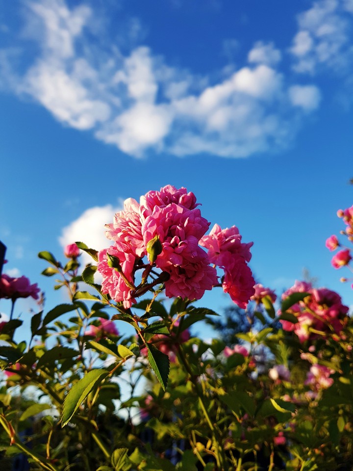 Blue sky
