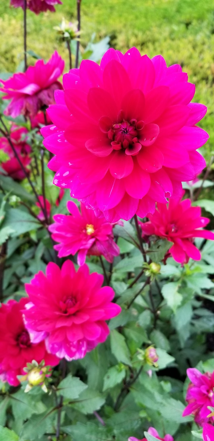 Vibrant flower