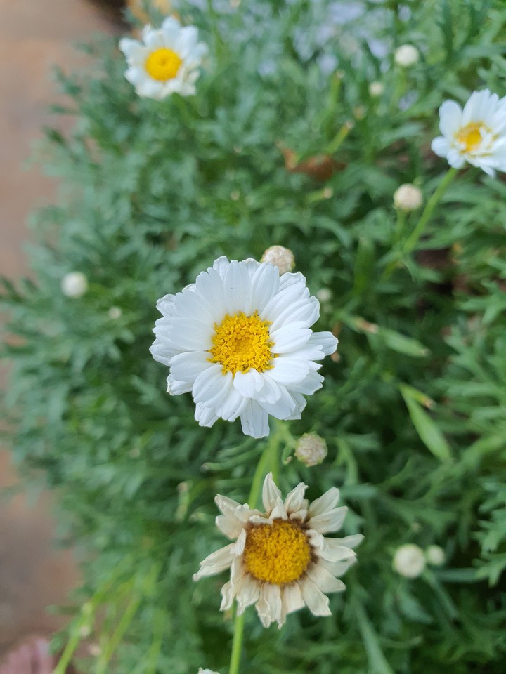 cúc trắng