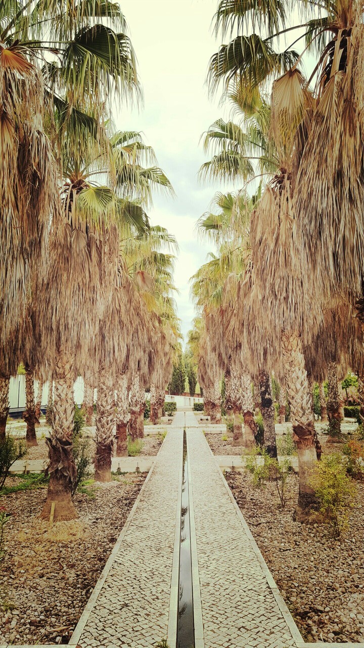 palm alley