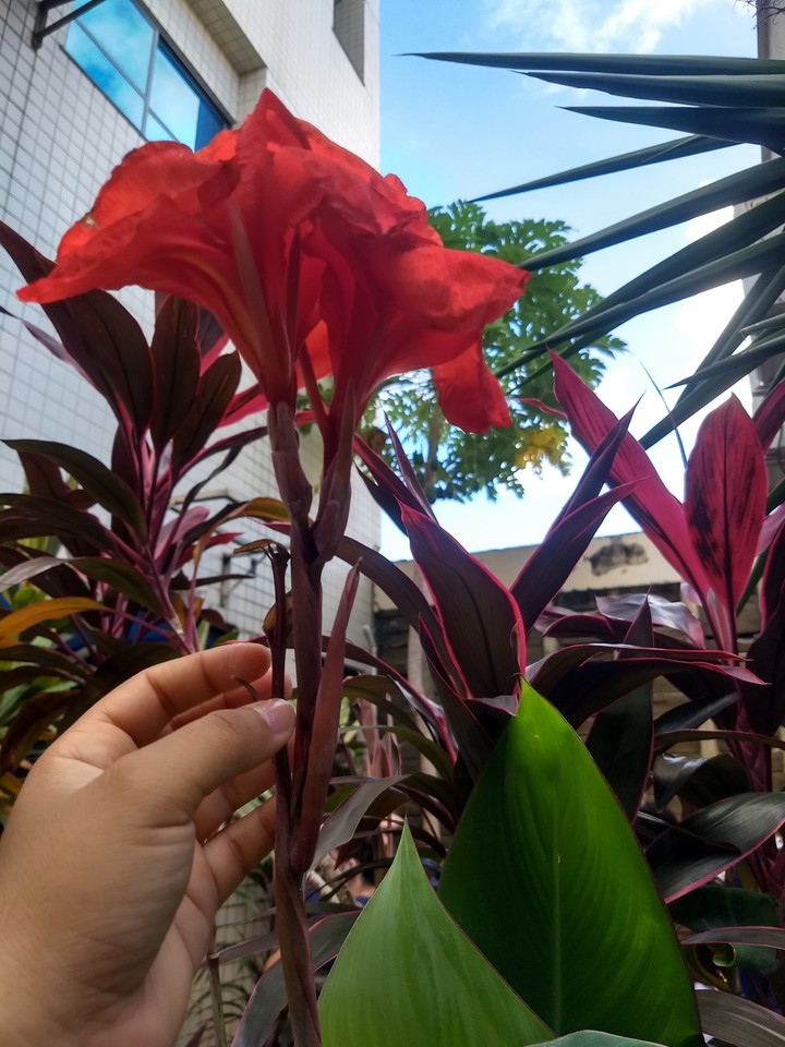 flower