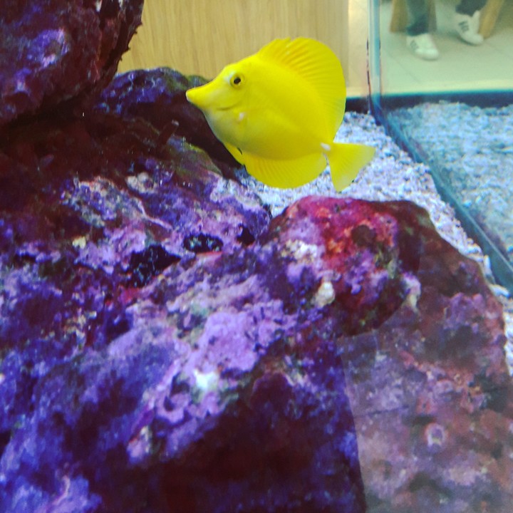 yellow fish