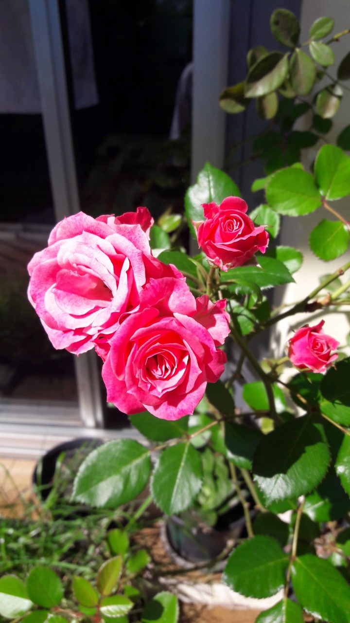 Rose
